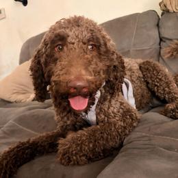 Kenzie - Poodle