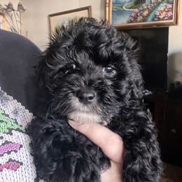 Boy 2 - Black Maltipoo puppy in Salinas, California from Sugar's Maltipoo's and Frenchies