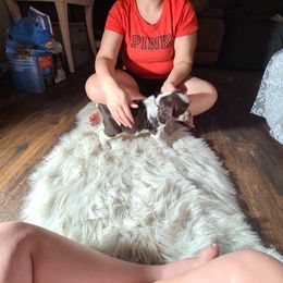 English Springer Spaniel Puppies from Savannah River Springers