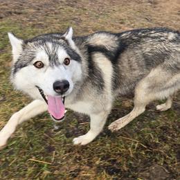 Banshee - Siberian Husky