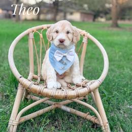 Theo - Cream male Goldendoodle puppy in Dallas County, Texas from Dream A Little Doodle