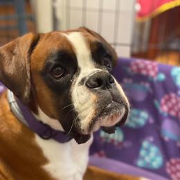 Juno - Boxer