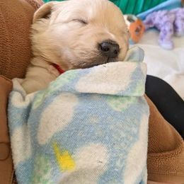 Golden Retriever Puppies from Mountain Sky Goldens