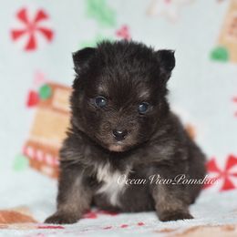 Bandit - Tri-color male Pomsky puppy in Coos Bay, Oregon from Ocean View Pomskies