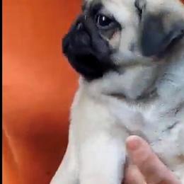 Pug Puppies from Pickwick Pugs