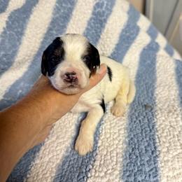 Black and white - Black and white male Bernedoodle puppy in Valdosta, Georgia from Fifth Day Farm