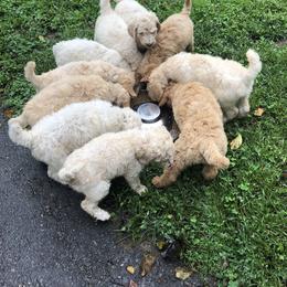 Poodle Puppies from Hidden Treasures Farm LLC