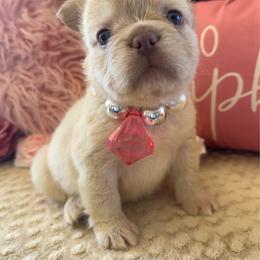 Bright Pink Bow - Cream female French Bulldog puppy in Hodges, South Carolina from Southern Standard Bulldogs