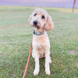 June - Goldendoodle