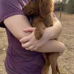 Golden Retriever Puppies from Elm Hollow Golden Retreivers