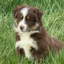 Jasper - Red tri male Miniature Australian Shepherd puppy in Hillsville, Virginia from Lottie's Mini Aussies