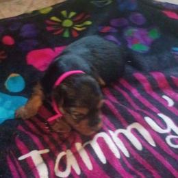 Harmony - Black and tan female Yorkshire Terrier puppy in Jacksonville, Arkansas from Royal Yorkie Terrier