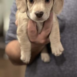 Dachshund Puppies from Victoria’s Dachshunds