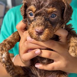 Milky Way - Tri-color female Bernedoodle puppy in Richmond, Texas from Harper’s Heartbeats