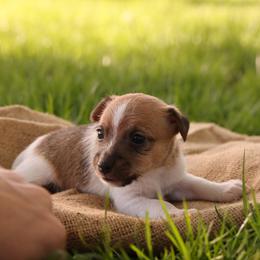 Conner - Brown and white male Jack Russell Terrier puppy in West Bend, Iowa from Blue Skies Terriers