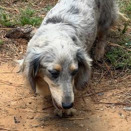 Nyxie - Dachshund