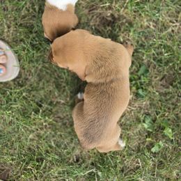 Basset Hound Puppies from Fisher's Couch Hounds