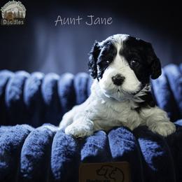 Aunt Jane - Black female Australian Labradoodle puppy in Cashmere, Washington from Mountain Home Doodles