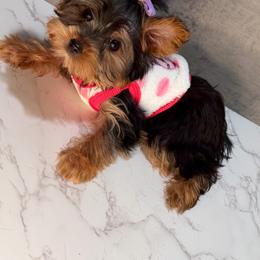 Diamond - Black and gold female Yorkshire Terrier puppy in Maple Heights, Ohio from Yorkiesllc
