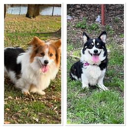 Pembroke Welsh Corgi puppies from Steele Family Farms