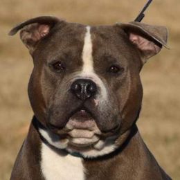 American Bullies from Rising River Bullies