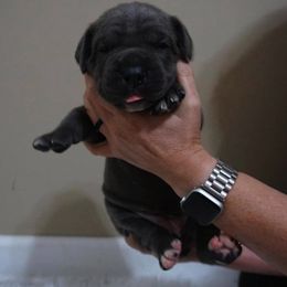 Cane Corso Puppies from Big Country Cane Corso