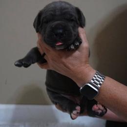 Cane Corso Puppies from Big Country Cane Corso