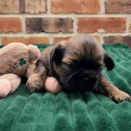 O'Rourke - Gold male Shih Tzu puppy in Richmond, Texas from Aleka Shih Tzu