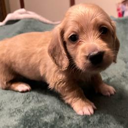 E.T. - Cream male Dachshund puppy in Arp, Texas from Barksalot Dachshunds