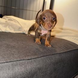 Marquis - Chocolate and tan male Dachshund puppy in Los Angeles, California from Dachshunds of the Desert