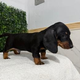 Jacob - Black and tan male Dachshund puppy in El Cajon, California from roxiesdoxies