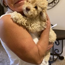 Goldendoodle Puppies from Labradoodleday