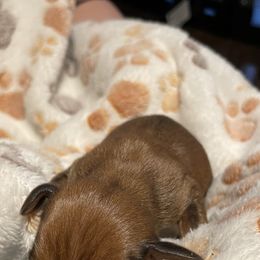 Dachshund Puppies from Carlin's Weiner Haus