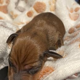 Dachshund Puppies from Carlin's Weiner Haus