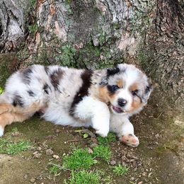 Australian Shepherd Puppies from NorthRidge Australian Shepherds