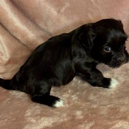 Cocoa - Chocolate female Havanese puppy in Maryville, Missouri from Dreamworks Havanese