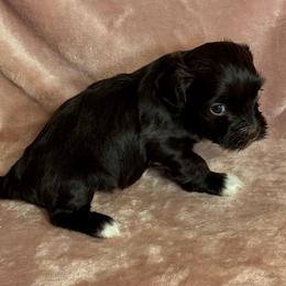 Cocoa - Chocolate female Havanese puppy in Maryville, Missouri from Dreamworks Havanese