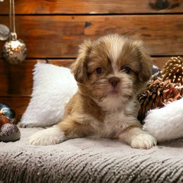Bertha - Liver and white Shih Tzu puppy in California from Jessica Diangson's Shih Tzus