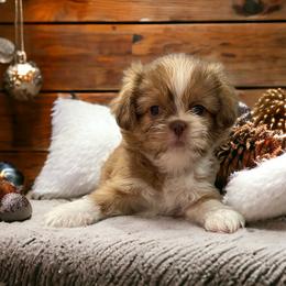 Bertha - Liver and white Shih Tzu puppy in California from Jessica Diangson's Shih Tzus