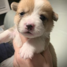 Girl 2 - Red Pembroke Welsh Corgi puppy in Cumming, Georgia from Carter’s Corgis LLC