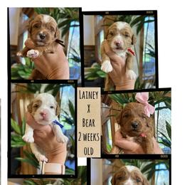 Nashville - Red  male Goldendoodle puppy in Pleasant Grove, Utah from Destination Doodles