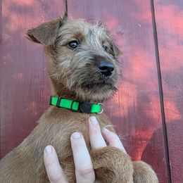 Ursa - Red female Irish Terrier puppy in Spring Valley, Minnesota from Back Country Terriers