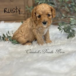 Rusty - Red and white male Cockapoo puppy in Payson, Utah from Crandall’s Doodle Barn