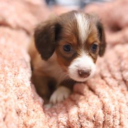 Ruby - Red female Dachshund puppy in Eaton, Ohio from Miniature Alphas Dachshunds