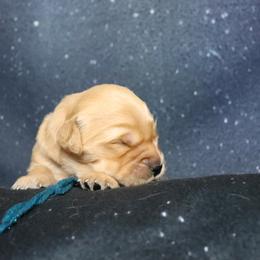 Zinnie sparkle blue collar - Golden female Golden Retriever puppy in Great Falls, Montana from VS Golden Fields