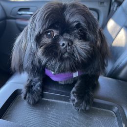 Diamond - Shih Tzu