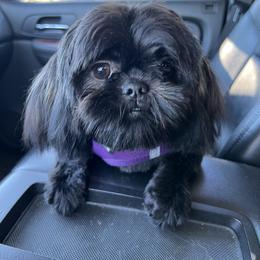 Diamond - Shih Tzu