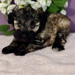 Desarae' - Liver female Miniature Schnauzer puppy in Aurora, Missouri from Crazy 'Bout Schnauzers