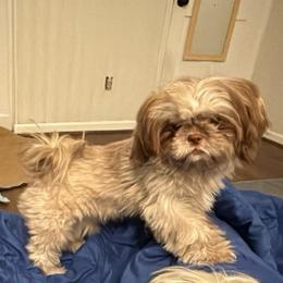 Sweeney - Chocolate female Shih Tzu puppy in Birmingham, Alabama from Lavender Lane Tzus