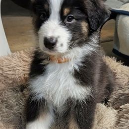 Starsky - Black tri-color male Australian Shepherd puppy in Colfax, California from Gypsy's Charm Australian Shepherds